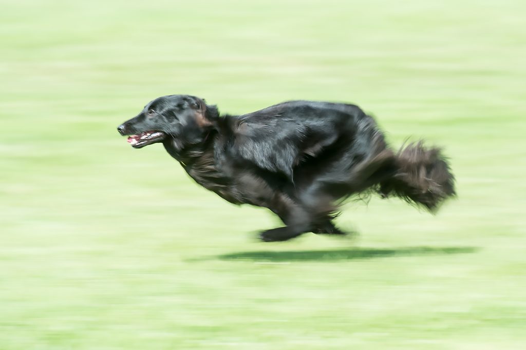 Belgian - Terry Tuttle